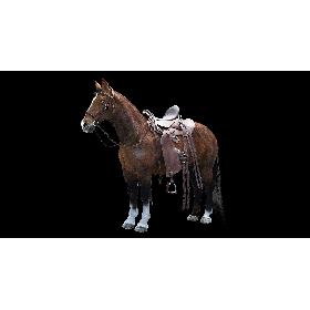 Horse with Saddle